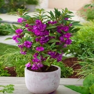 茶花凤仙种子重瓣凤仙花指甲花急性子学生儿童种植易种花籽盆栽