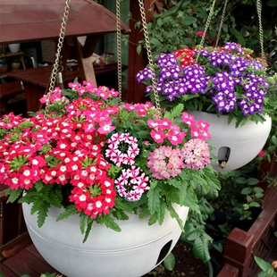 美女樱种子草五色梅铺地马鞭草铺地锦四季绣球美人樱耐热盆栽花籽