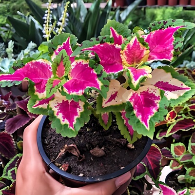 进口彩叶草种子航路玫红色观叶五彩苏耐热阳台室内盆栽春夏播种籽