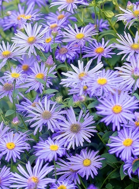 荷兰菊种子浅蓝紫色纽约紫菀多年生宿根耐寒草花小卡罗拉友禅菊