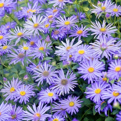荷兰菊种子浅蓝紫色纽约紫菀多年生宿根耐寒草花小卡罗拉友禅菊