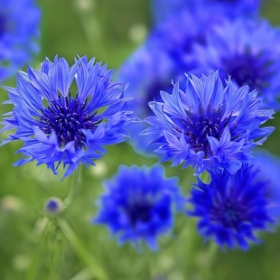 蓝色矢车菊种子花种籽子四季播种开花庭院景观花海景区花卉易种活