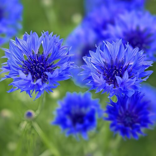 蓝色矢车菊种子德国大花芙蓉