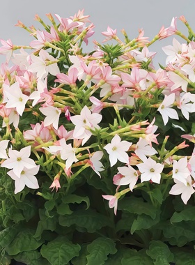进口花烟草种子矮杆阿瓦隆苹果花花期长耐热烟花草Avalon多色可选