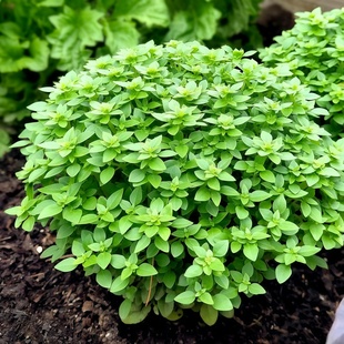 密叶罗勒种子九层塔金不换香草籽甜罗勒紫罗勒可食用西餐香料盆栽