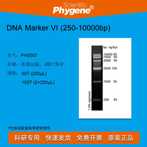 DNA Marker (250-10000bp) 100T [PH0007 PHYGENE]