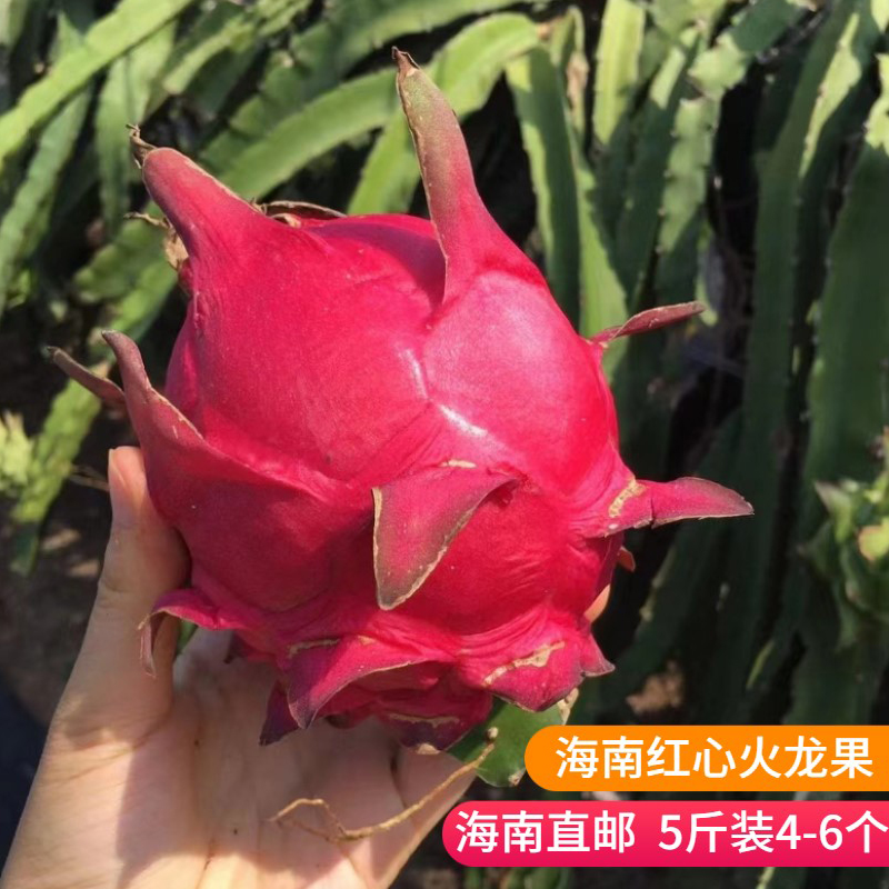 海南三亚金都一号红心红肉火龙果