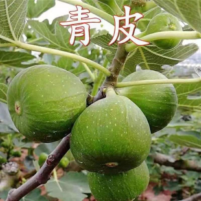 威海青皮无花果树苗特大果超甜红心无花果苗矮化盆栽南方北方种植