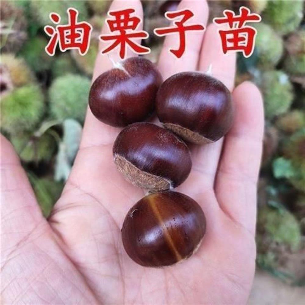 正宗板栗树苗油特大嫁接盆