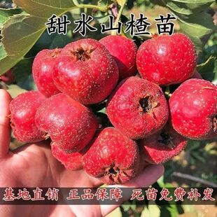 山楂树苗嫁接甜水山楂苗南方北方种植果树优良品种9月中旬成熟