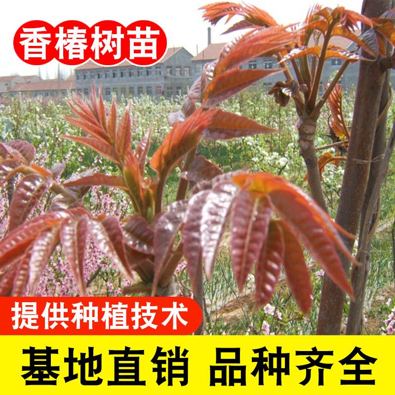 香椿苗可食用香春树树苗新鲜盆地栽香春芽树香椿树苖红油香椿树苗