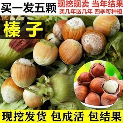 大榛子树苗薄皮平欧大果东北榛子坚果树苗耐寒南北方种植当年结果