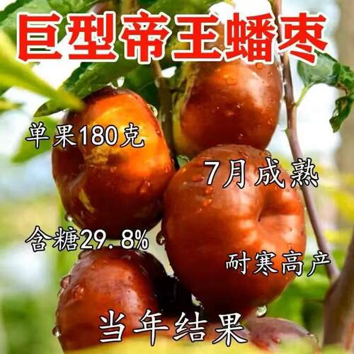蟠枣树苗大果蟠枣苗盆p栽地栽南北方种植阳台庭院耐寒简单果树果