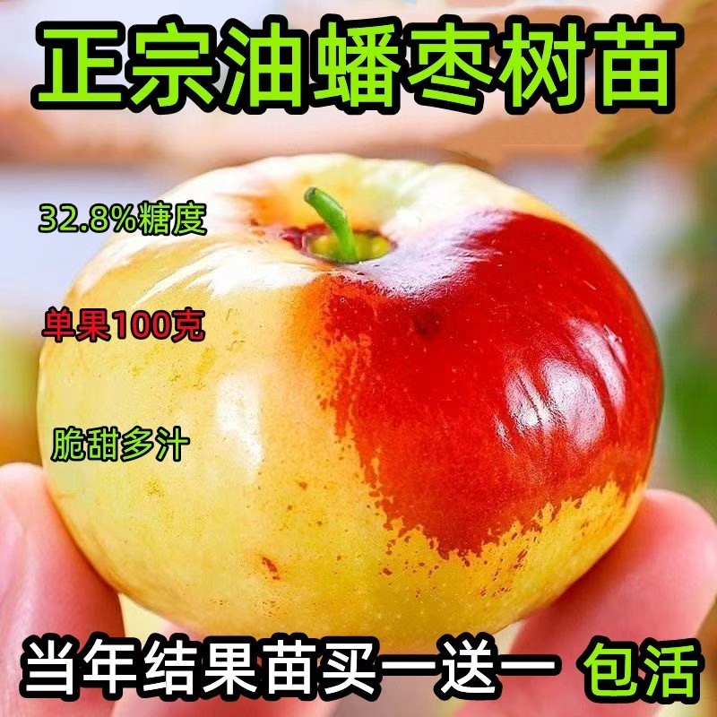 正宗油蟠枣树苗嫁接耐寒适