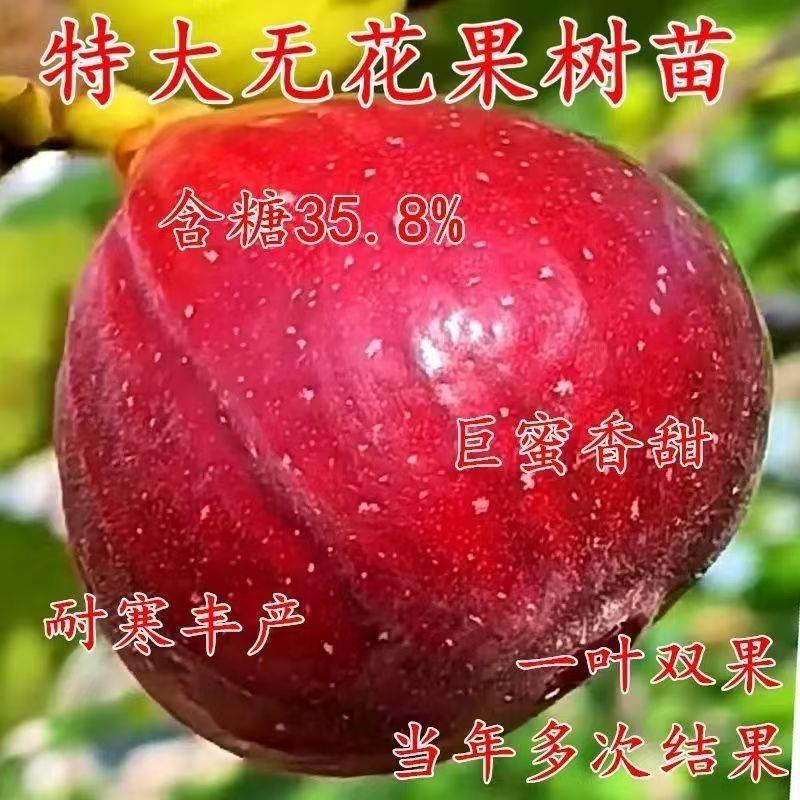 波姬红无花果树苗软糯香甜树上的糖包子当年结果果树苗