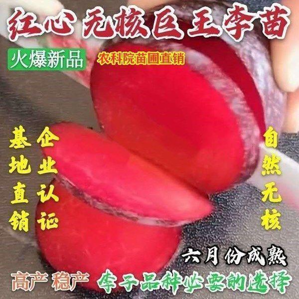 耐寒早熟嫁接无核大李子树苗红心甜脆巨王李子苗南方北方四季种植