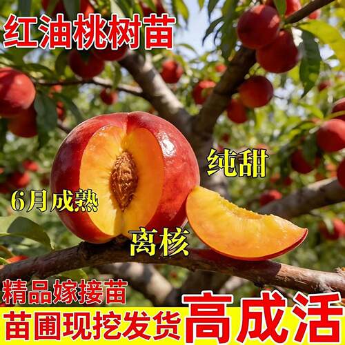 早熟桃树苗新晓蜂蜜糖甜