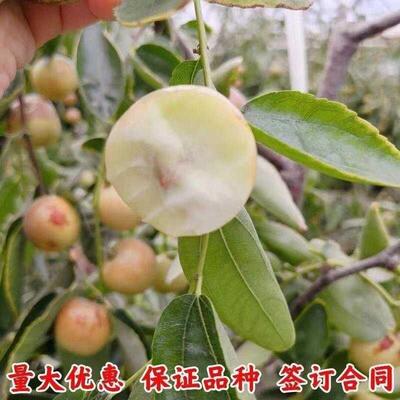 苹果枣树苗云南苹果枣苗枣树活苗大青枣树苗嫁接新品种枣树苗当年