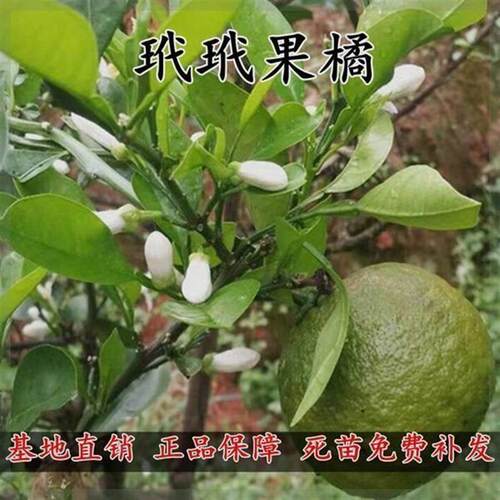 产地直销嫁接玳玳果橘代代桔树苗当年开花结果盆栽苗一年四季挂果