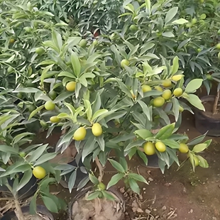 金桔盆栽树苗金枣盆景四季带果金橘子长青室内外地栽食用桔子果树