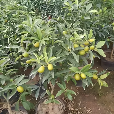 金桔盆栽树苗金枣盆景四季带果金橘子长青室内外地栽食用桔子果树
