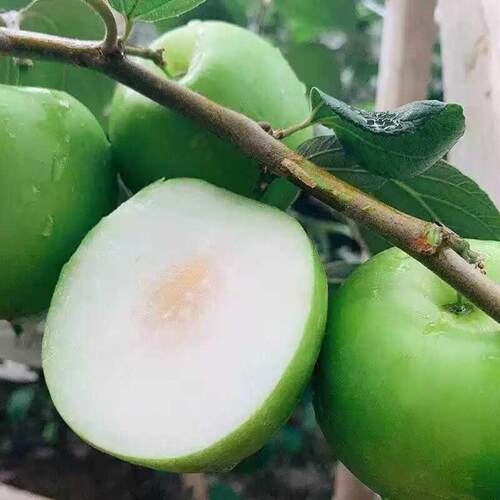 台湾大青枣树苗红枣苹果枣牛奶枣特大嫁接果树苗盆栽南新品种果树