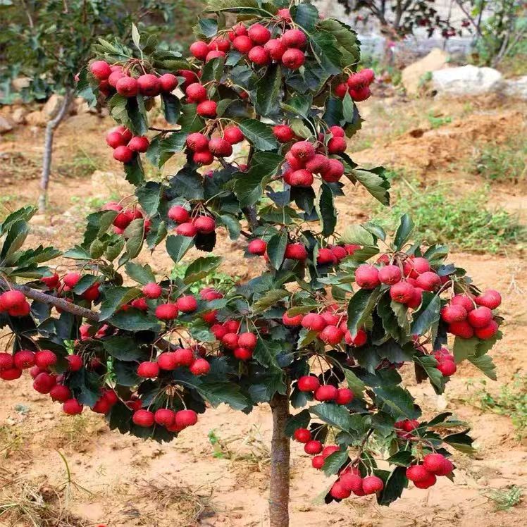 无核山楂树苗嫁接甜红肉无核山楂盆栽地栽特大果树南北方种植结果