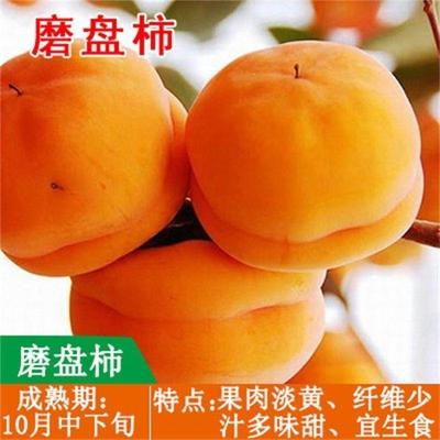 嫁接磨盘柿子树苗新品种特