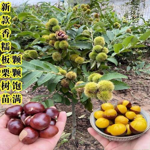 新款香糯板栗树苗嫁接正宗大红袍板栗南北方盆栽地栽种植当年结果