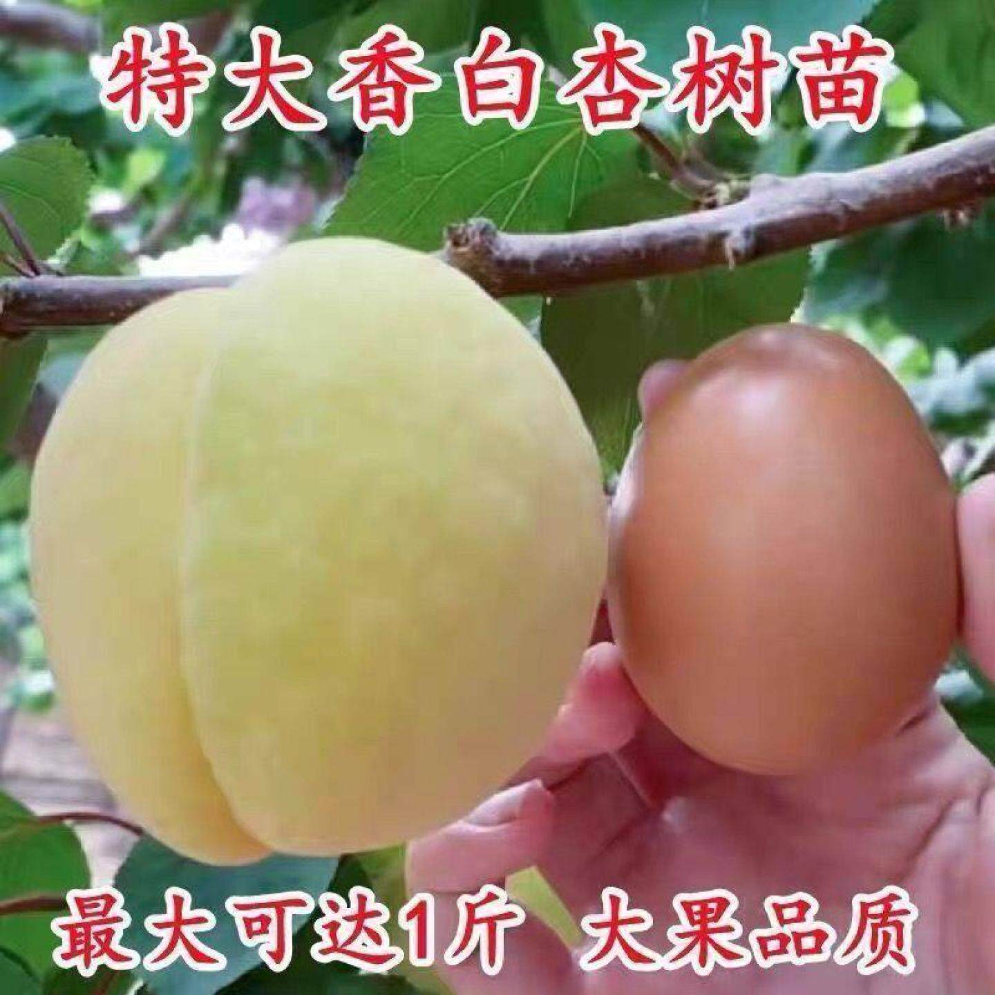 河北大香白杏子树苗真核大香白杏树苗嫁接早熟特大杏子苗南北种植