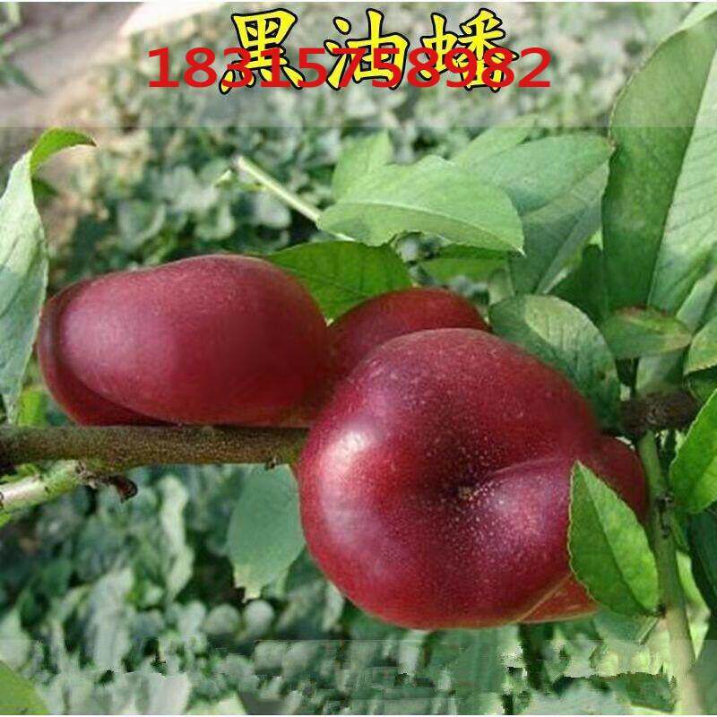 黑色蟠桃树苗黑油蟠桃苗特大黑油蟠桃树苗九月成熟嫁接桃树新品种