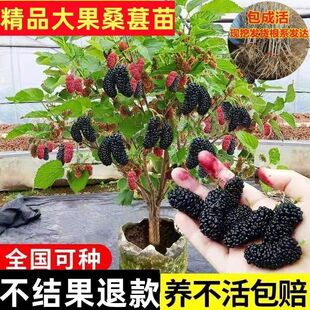桑葚树苗特大果桑新品种蜜桑当年结果盆栽地栽南北方种植
