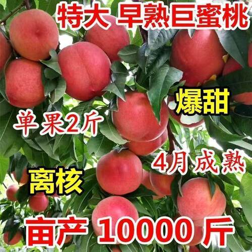 桃树苗嫁接水蜜桃树苗特大早熟新品种苗耐寒南方北方种植当年结果