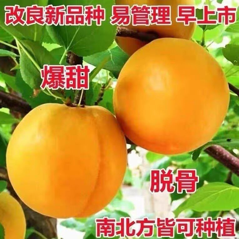 杏树苗特大帝王杏子树苗大果盆栽