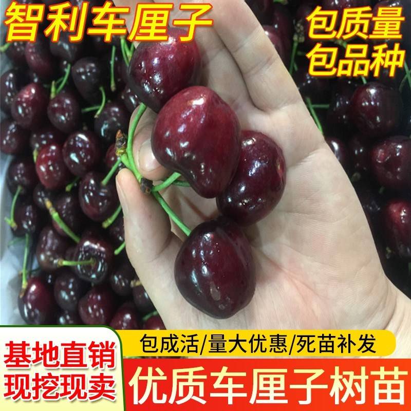 晚熟智利车厘子美国大庭院树苗樱桃嫁接庭院苗果树苗