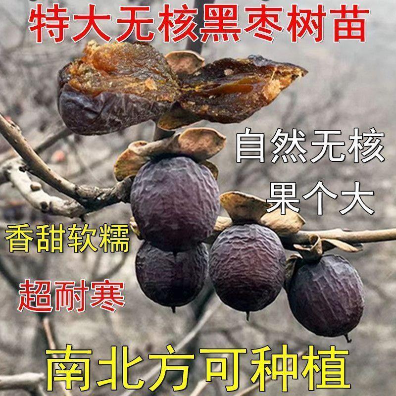 无核黑枣苗软枣苗野生君迁子苗野柿子苗牛奶黑枣果树正宗黑枣树苗