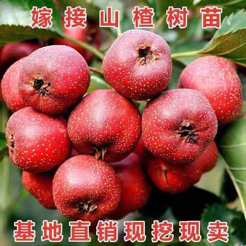 新品种歪把红山楂树活苗嫁接特大山楂果树南方北方种植盆栽地栽当