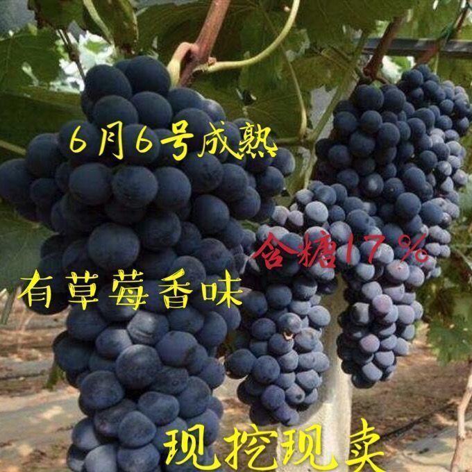 极早甜66葡萄树苗 6月6号成熟露天种植 新品种萄萄 耐寒有草莓味