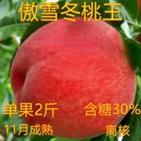 傲雪冬桃王桃树苗新品种桃树苗嫁接冬桃地栽南北方种植果树树苗