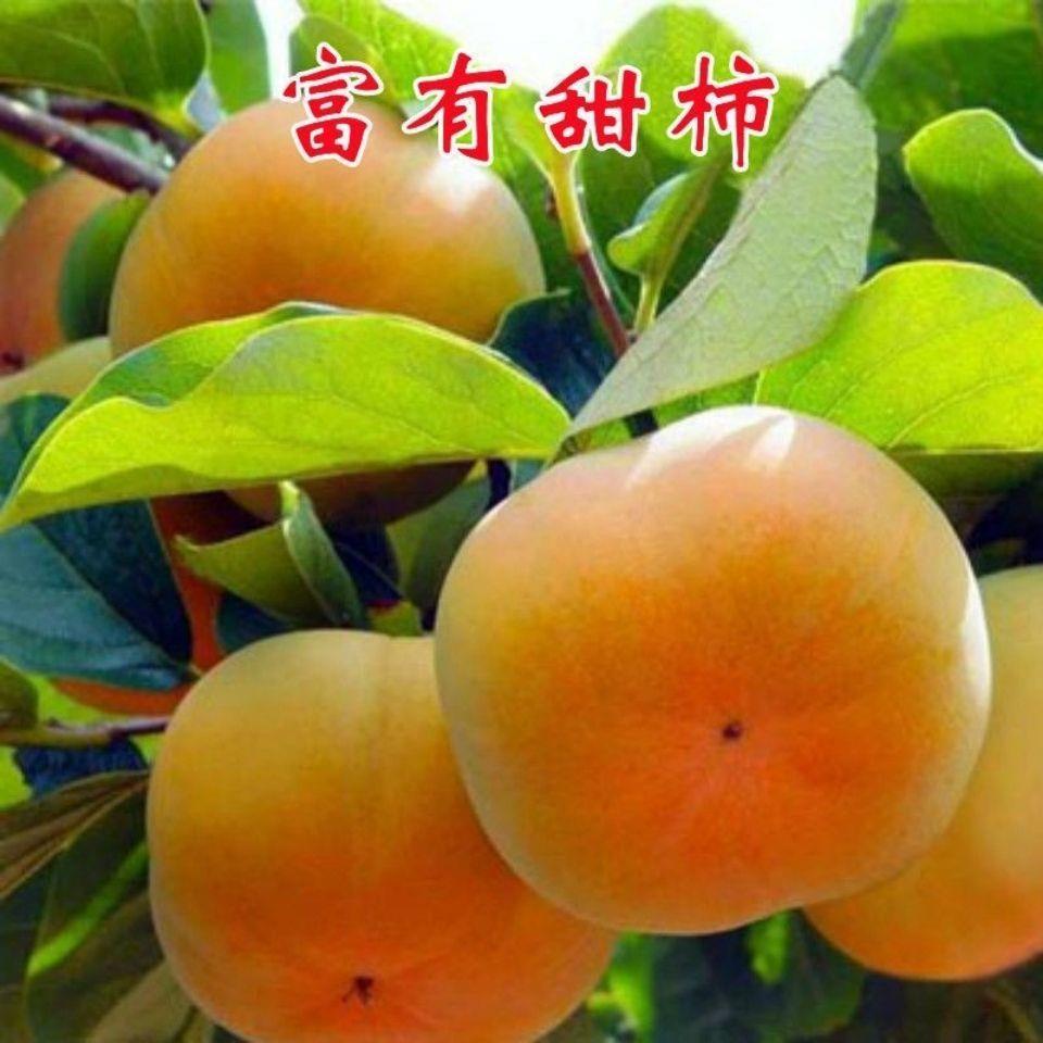 脆甜柿子树苗 特大无核脆甜柿子树苗盆栽地栽不脱涩摘下即食
