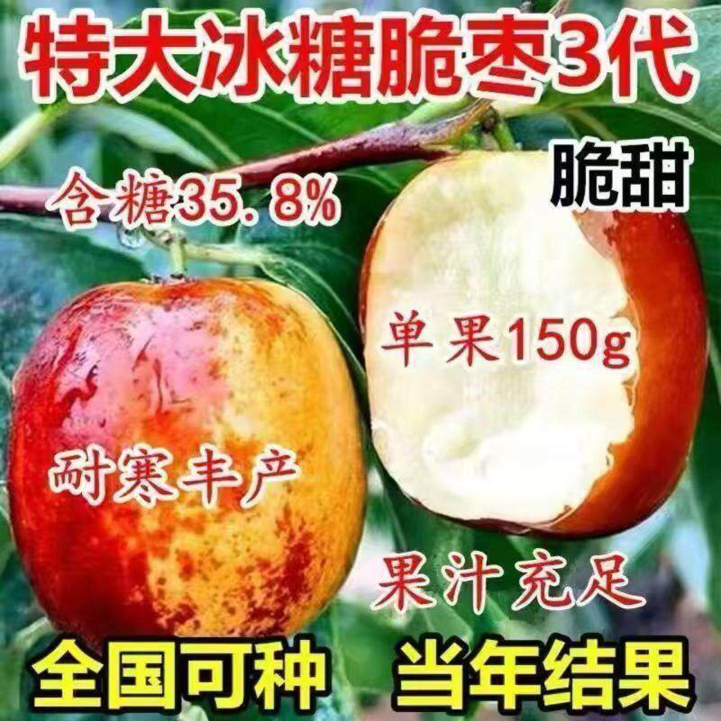 三代特大冰糖脆枣树苗新品种冬枣大果苗无核早熟盆栽地栽当年结果