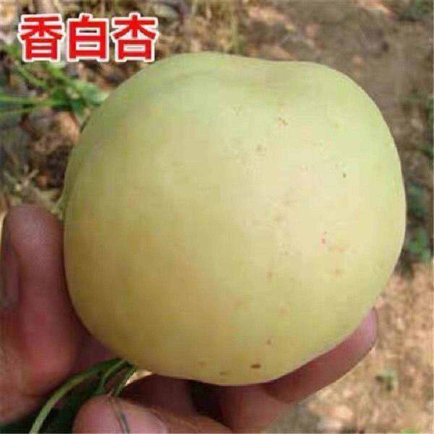 特大香白杏树苗超甜新品嫁接南北方种植盆栽地栽庭院当年结果