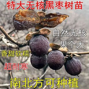 新品种君迁子软枣树苗嫁接无核黑枣苗南北方种植盆栽地栽当年结果