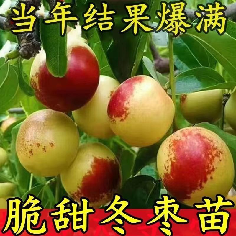 沾化冬枣树苗正宗嫁接果树苗脆枣矮化盆栽地栽南北方种嫁接特大号