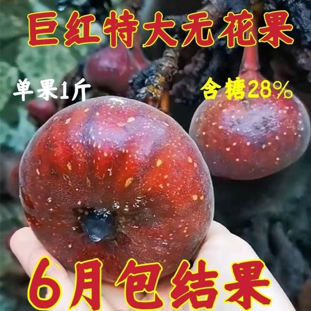 特大无花果树苗新品种早晚