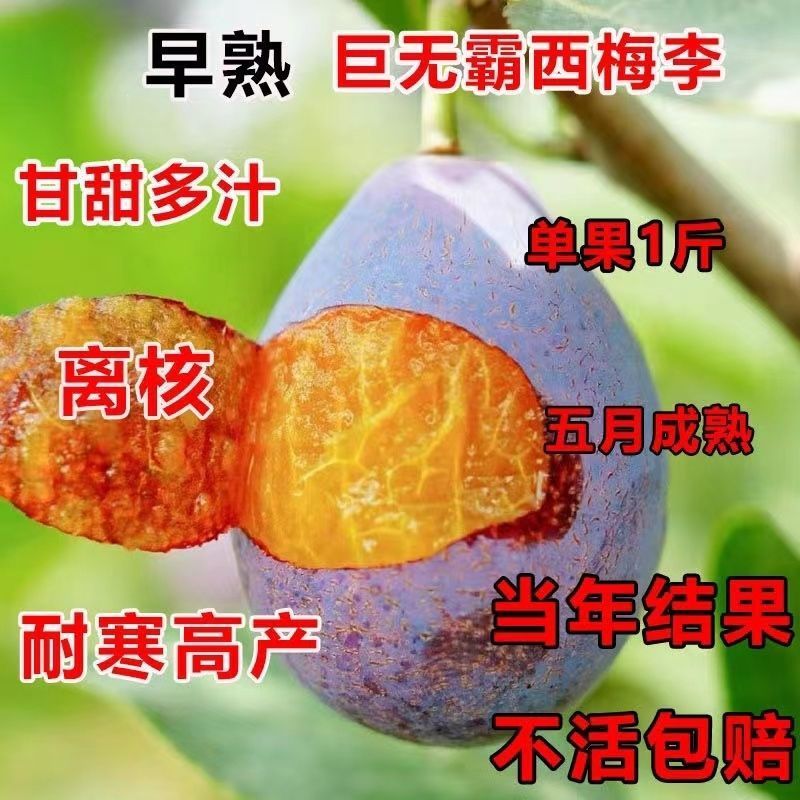 早熟特大西梅李树苗嫁接果