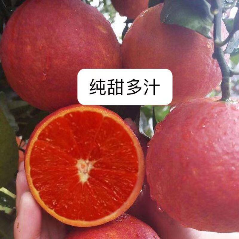 新品种红玉血橙嫁接子树苗