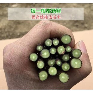 嫁接接穗果树苗无花果李子苹果山楂柿子樱桃树石榴苗接穗扦插枝条