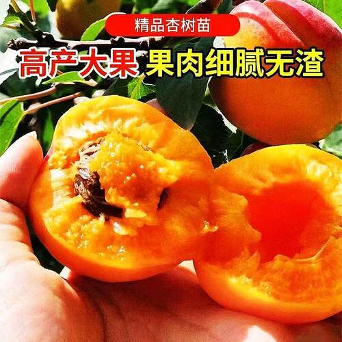 嫁接杏树苗新品种特大大果超甜盆栽杏子南方北方种植当新品种果树