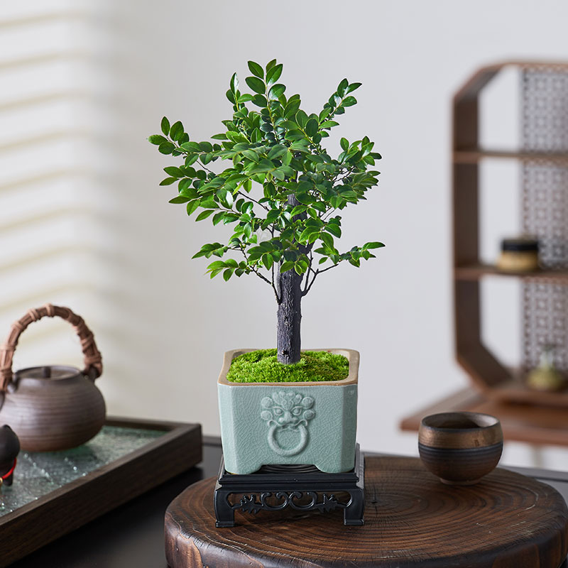 小叶紫檀桌面办公室内好养摆件